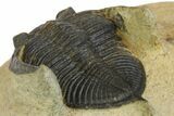 Bargain, Zlichovaspis Trilobite - Atchana, Morocco #137279-4